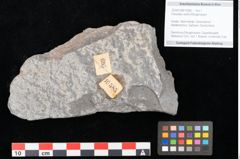 Foto (Objekt + Etikett) von Frenelites reichii Ettingshausen (NHMW-GEO-2024-0188-10585)